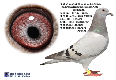 九龙坡区鸽会2025年秋赛99略阳杯入赏鸽图片欣赏